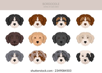 Bordoodle clipart. Border collie Poodlemix. Different coat colors set.  Vector illustration