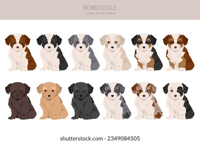 Bordoodle clipart. Border collie Poodlemix. Different coat colors set.  Vector illustration