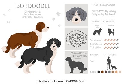 Bordoodle Clip Art. Grenz-Collie Poodlemix. Verschiedene Farben für den Mantel.  Vektorgrafik