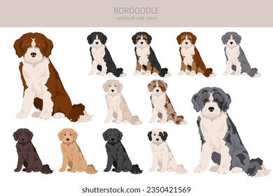 Bordoodle clipart. Border collie Poodlemix. Different coat colors set.  Vector illustration