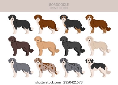 Bordoodle clipart. Border collie Poodlemix. Different coat colors set.  Vector illustration