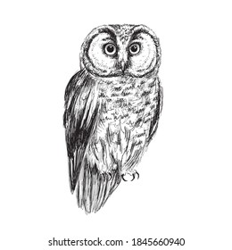 Boreal owl sketch isolated on white background. Vintage bird vector illustration.