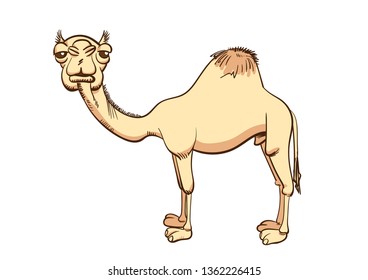 Bored camel standing, full-figure, looking at us. Vector drawing.
