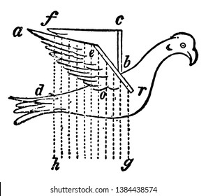 Pájaro Borelli con alas artificiales donde margen anterior del ala derecha, dibujo vintage o ilustración grabadora.