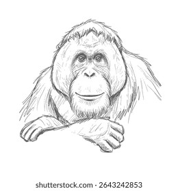 Bornean Orangutan – Pongo pygmaeus. Orangutan with gentle smile leans on surface with curiosity. Wildlife illustration concept