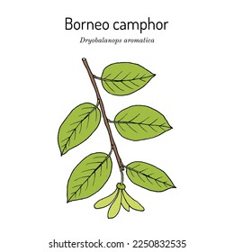 Borneo camphor (Dryobalanops aromatica), planta medicinal. Ilustración de vector botánico dibujada a mano