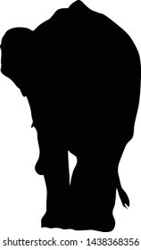 Borneo Elephant, Elephas Maximus Borneensis, Silhouette, Asia