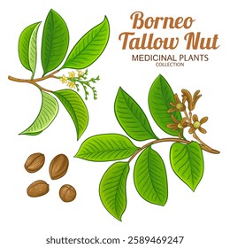 Borneo Tallow Nut Branch Colored Illustration