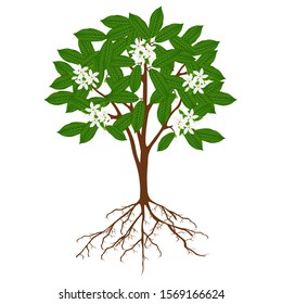 Borojoa patinoi tree with flowers on a white background.