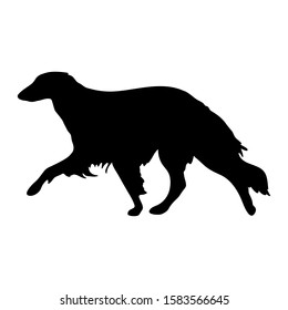 borzoi Isolated vector illustration  silhouette breed dog dog show use on banners business cards postcards icon advertising black on white run stand sporty elegant grace animal 