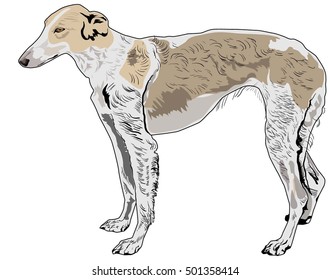 Borzoi. Russian wolfhound. Russian Hunting Sighthound.