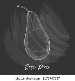 Bosc Pear. illustration of Pear. drawing fruit on blackboard background