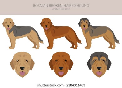 Bosnian broken-haired Hound clipart. Different coat colors and poses set.  Vector illustration