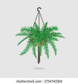 Boston Fern, Air purification hanging plant. Vector indoor plant illustration.