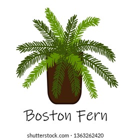 Boston Fern,Air purification tree,Vector hand drawn doodles. air purifying indoor plants