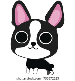The Boston terrier