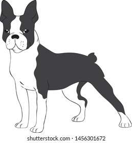 boston terrier. black and white. logo