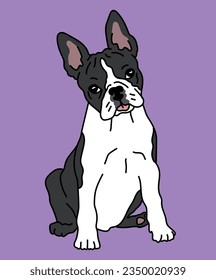 Boston Terrier Bostie Dog Sitting Front View