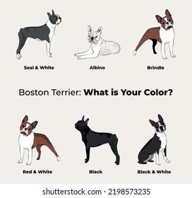 Boston Terrier breed  dog pedigree drawing  Cute dog characters in various poses  designs for prints adorable   cute Boston Terrier cartoon vector set  in different poses  All popular colors 