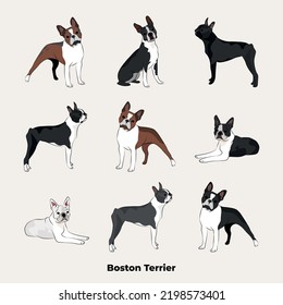 Boston Terrier breed  dog pedigree drawing  Cute dog characters in various poses  designs for prints adorable   cute Boston Terrier cartoon vector set  in different poses 