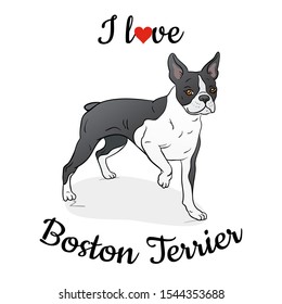 Boston Terrier breed dog vector illustration. I love Boston Terrier.