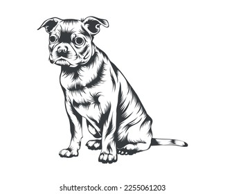 Boston Terrier Breed Vector Illustration  Boston Terrier Dog Vector White Background for t  shirt  logo    others
