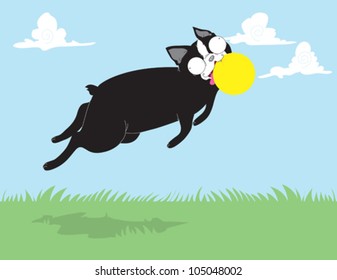 Boston Terrier Catching Ball