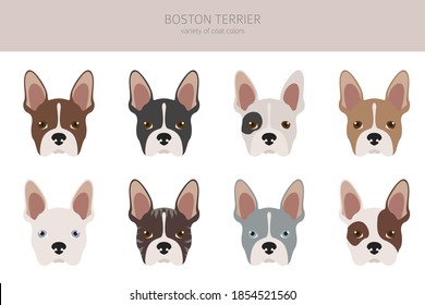 Boston terrier clipart. Different coat colors set.  Vector illustration