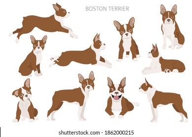 Boston terrier clipart. Different poses set. Adult and boston terrier puppy. Vector illustration