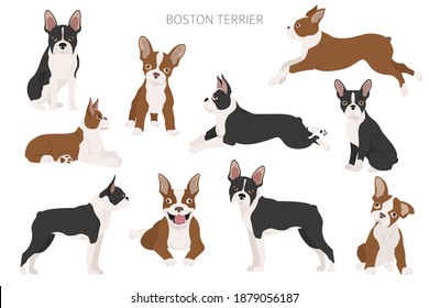 Boston terrier clipart. Different poses set. Adult and boston terrier puppy. Vector illustration