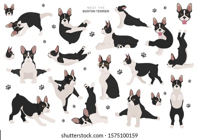 Boston terrier clipart. Dog healthy silhouette and yoga poses set.  Vector illustration