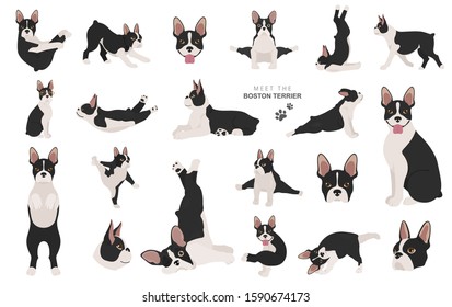 Boston terrier clipart. Dog healthy silhouette and yoga poses set.  Vector illustration