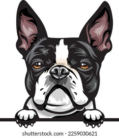 Perros de Boston Terrier Color Peeking. Imagen de color de la cabeza de un perro aislado en un fondo blanco. Retrato de perro, ilustración de vector