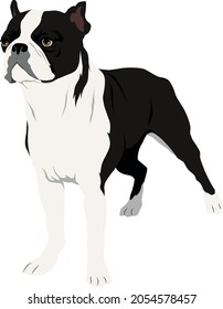 Ilustración de vectores de color de Boston Terrier