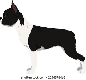 Ilustración de vectores de color de Boston Terrier