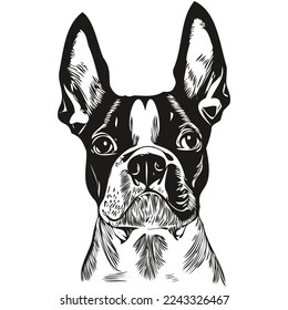 Boston Terrier dog black   white vector logo  line art hand drawn vector pets illustration
