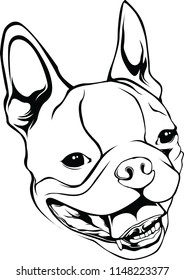 Boston Terrier Dog Breed