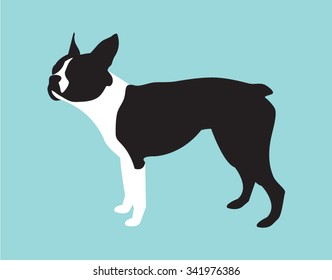 Boston Terrier Dog Breed