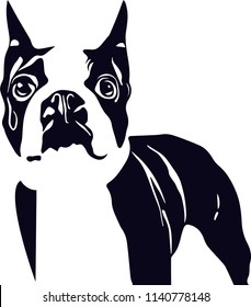 Boston Terrier dog breed pet