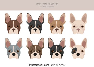 Campaña de perros de Boston Terrier. Todos los colores del abrigo.  Posición diferente. Todas las razas de perros tienen características infográficas. Ilustración del vector