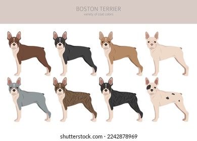 Boston Terrier dog clipart. All coat colors set.  Different position. All dog breeds characteristics infographic. Vector illustration