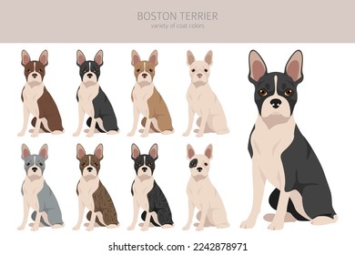 Boston Terrier dog clipart. All coat colors set.  Different position. All dog breeds characteristics infographic. Vector illustration