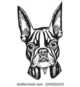Boston Terrier dog hand drawn illustration  black   white vector pets logo line art

