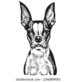 Boston Terrier dog hand drawn logo line art vector drawing black   white pets illustration
