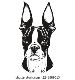 Boston Terrier dog hand drawn logo line art vector drawing black   white pets illustration
