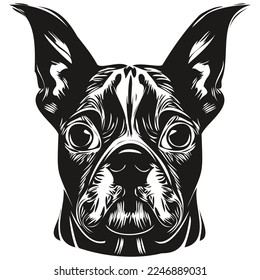 Boston Terrier dog hand drawn line art vector drawing black   white logo pets illustration
