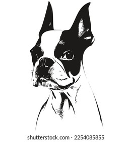 Boston Terrier dog hand drawn vector logo drawing black   white line art pets illustration

