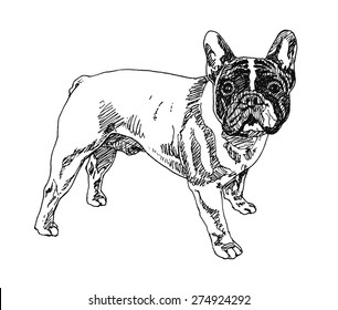 Boston Terrier Dog  hand drawn  Vector illustration