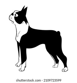 Boston Terrier dog isolated on white background. Hand drawn dog breed vector sketch.