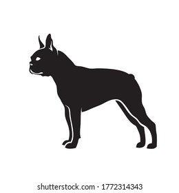 Perro de Boston terrier - ilustración vectorial aislada